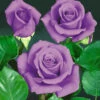 Rose 'Blue Saphir'