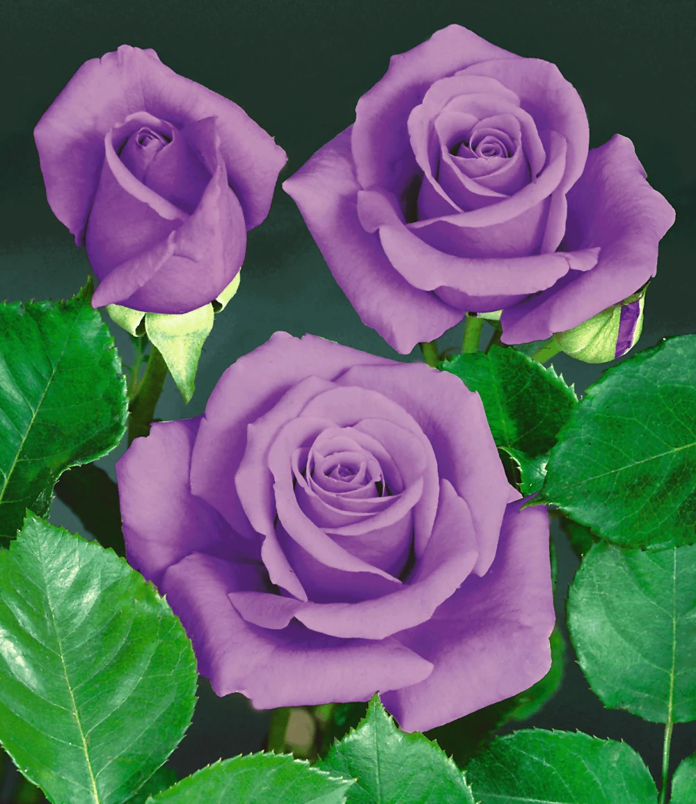 Rose 'Blue Saphir' 3 Rose 'Blue Saphir'