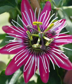 Winterharte Passionsblume 'Ladybirds Dream' 7 Winterharte Passionsblume 'Ladybirds Dream' -Gartenpflanzen Geschäft 9024021561374