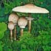 Speise-Pilz 'Parasol' 1 Speise-Pilz 'Parasol' -Gartenpflanzen Geschäft 9024022183966