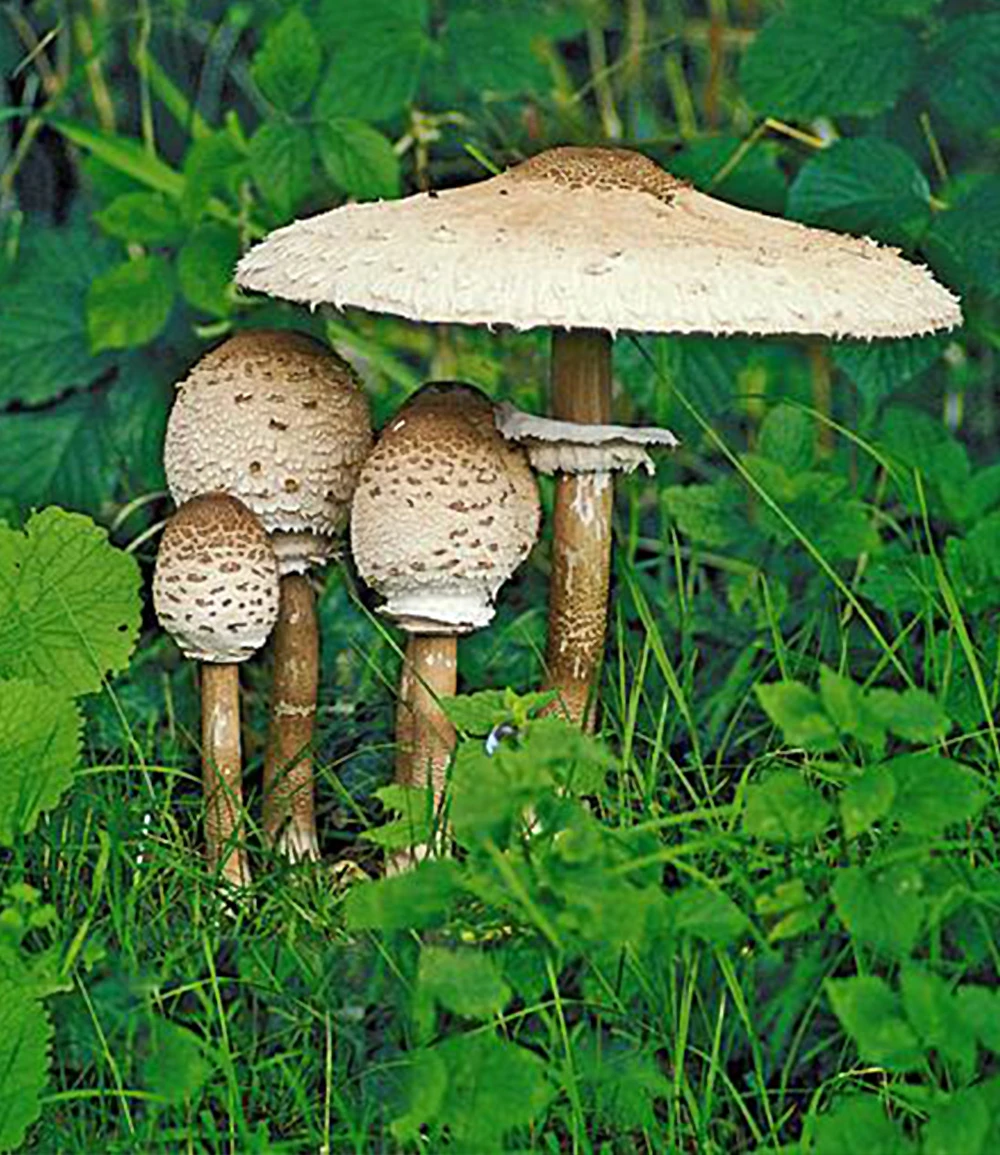 Speise-Pilz 'Parasol' 3 Speise-Pilz 'Parasol'