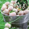 Weiße Ananas-Erdbeere 'Natural White' -Gartenpflanzen Geschäft 9024025853982
