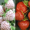 Erdbeer-Raritäten-Kollektion 'Sengana® Selektion & Natural White' 2 Erdbeer-Raritäten-Kollektion 'Sengana® Selektion & Natural White' -Gartenpflanzen Geschäft 9024026116126