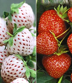 Erdbeer-Raritäten-Kollektion 'Sengana® Selektion & Natural White'