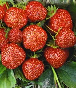 Erdbeer-Raritäten-Kollektion 'Sengana® Selektion & Natural White' -Gartenpflanzen Geschäft 9024026443806