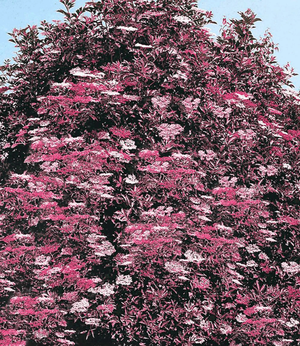 Holunder Sambucus Nigra 'Thundercloud' 4 Holunder Sambucus Nigra 'Thundercloud' – Bild 2