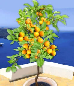 Aprikose 'Compacta Super Compact®' -Gartenpflanzen Geschäft 9024043352094