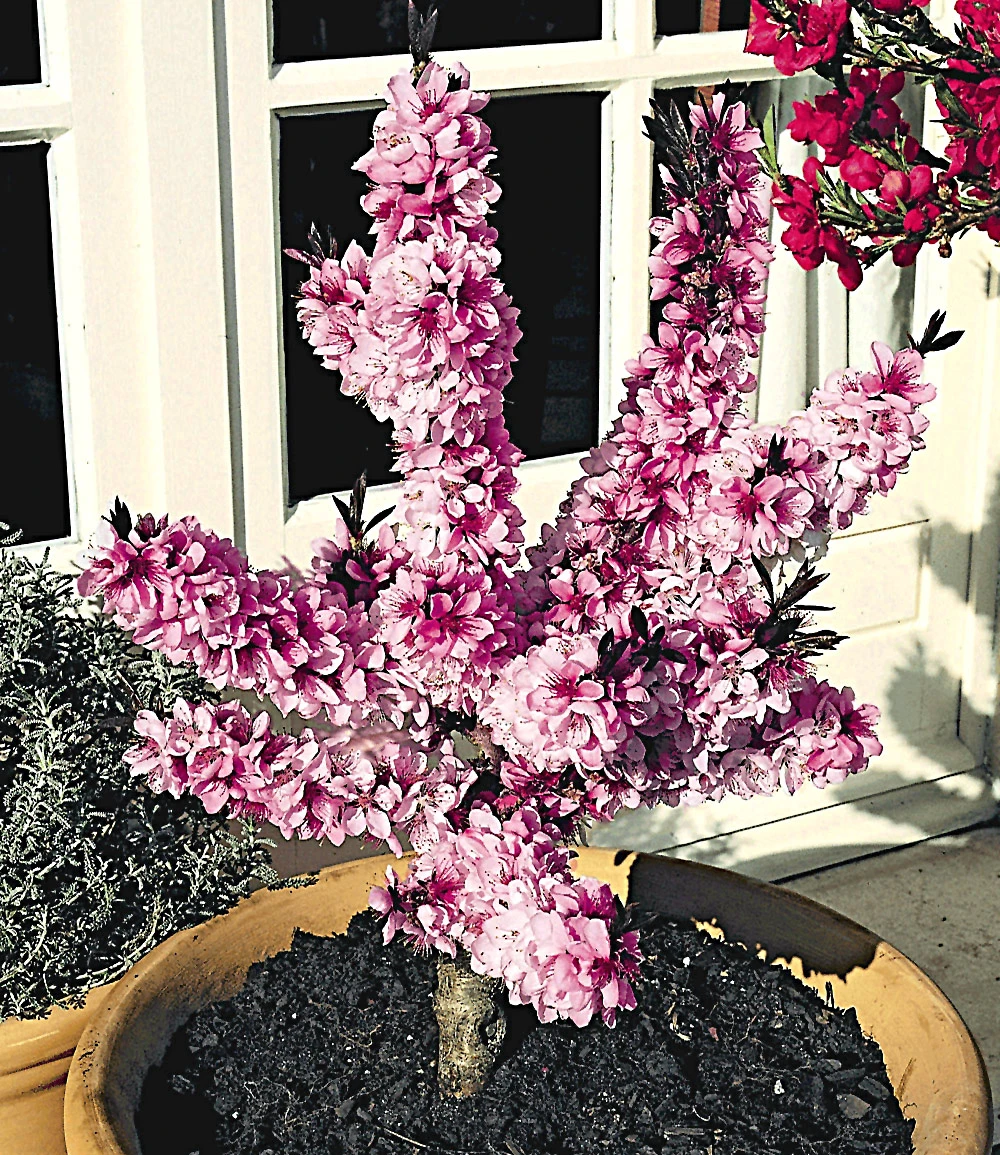 Zwerg-Pfirsich 'Bonanza' 4 Zwerg-Pfirsich 'Bonanza' – Bild 2