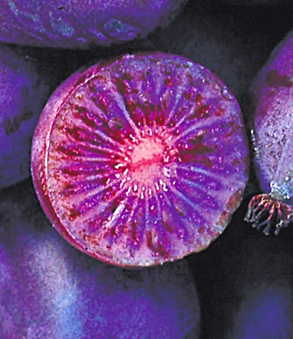 Kiwi 'Ken's Red®' (inkl. Befruchter) 4 Kiwi 'Ken's Red®' (inkl. Befruchter) – Bild 2