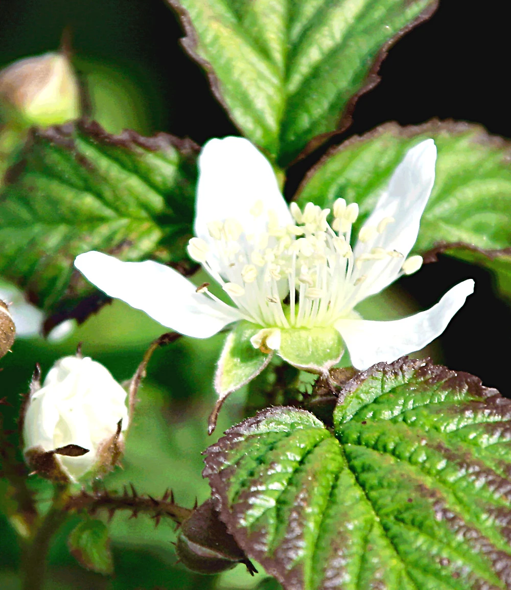 Brombeere 'Big Max XXL®' 4 Brombeere 'Big Max XXL®' – Bild 2