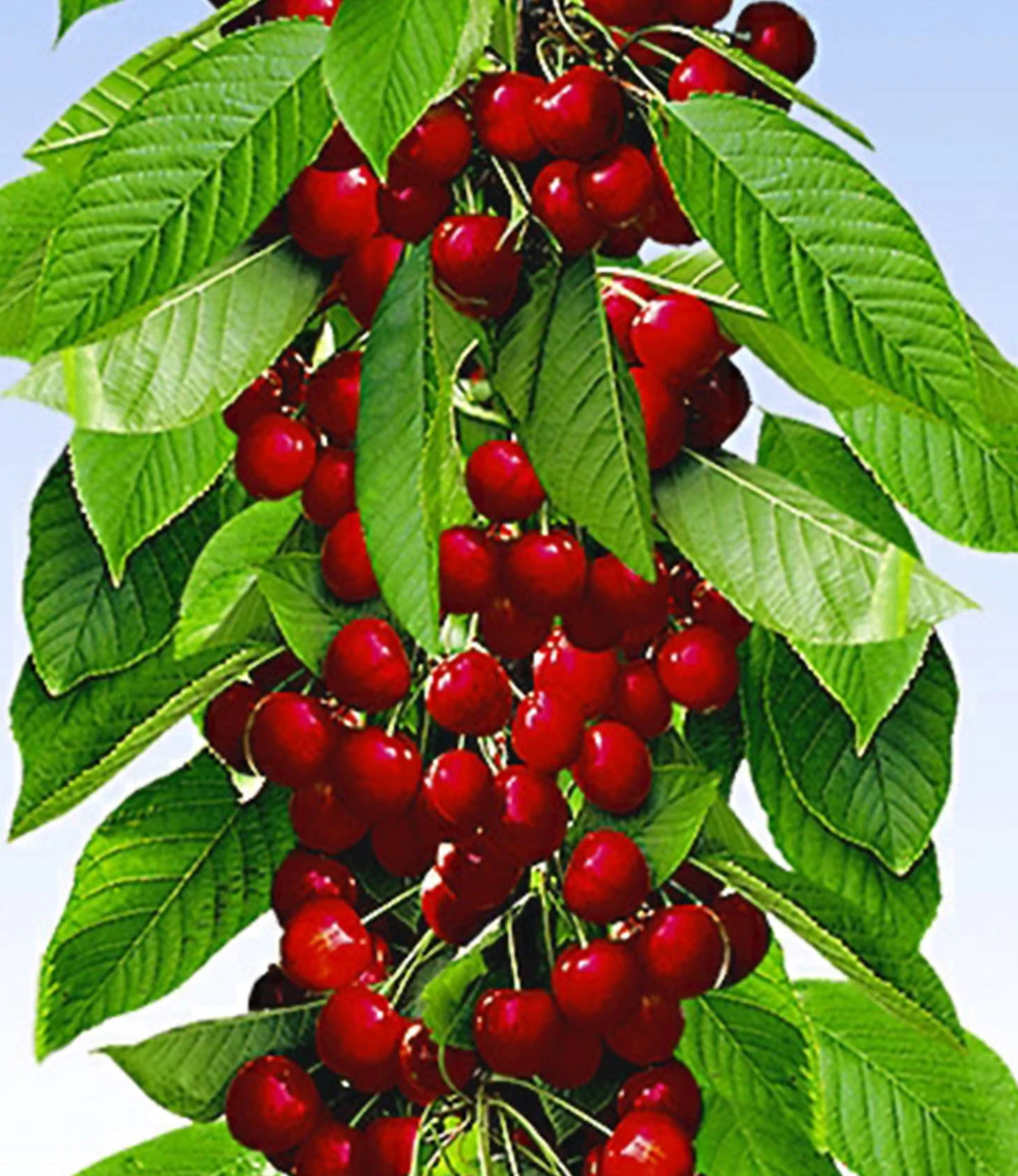 Säulen-Kirsche 'Stella' 4 Säulen-Kirsche 'Stella' – Bild 2