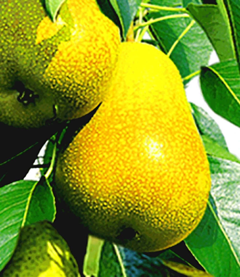 Säulen-Birne 'Doyenné Du Comice' 4 Säulen-Birne 'Doyenné Du Comice' – Bild 2