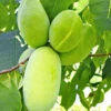 HÄBERLI'S Indianer-Banane® Prima®- Veredelte Sorte 2 HÄBERLI'S Indianer-Banane® Prima®- Veredelte Sorte -Gartenpflanzen Geschäft 9024047775774