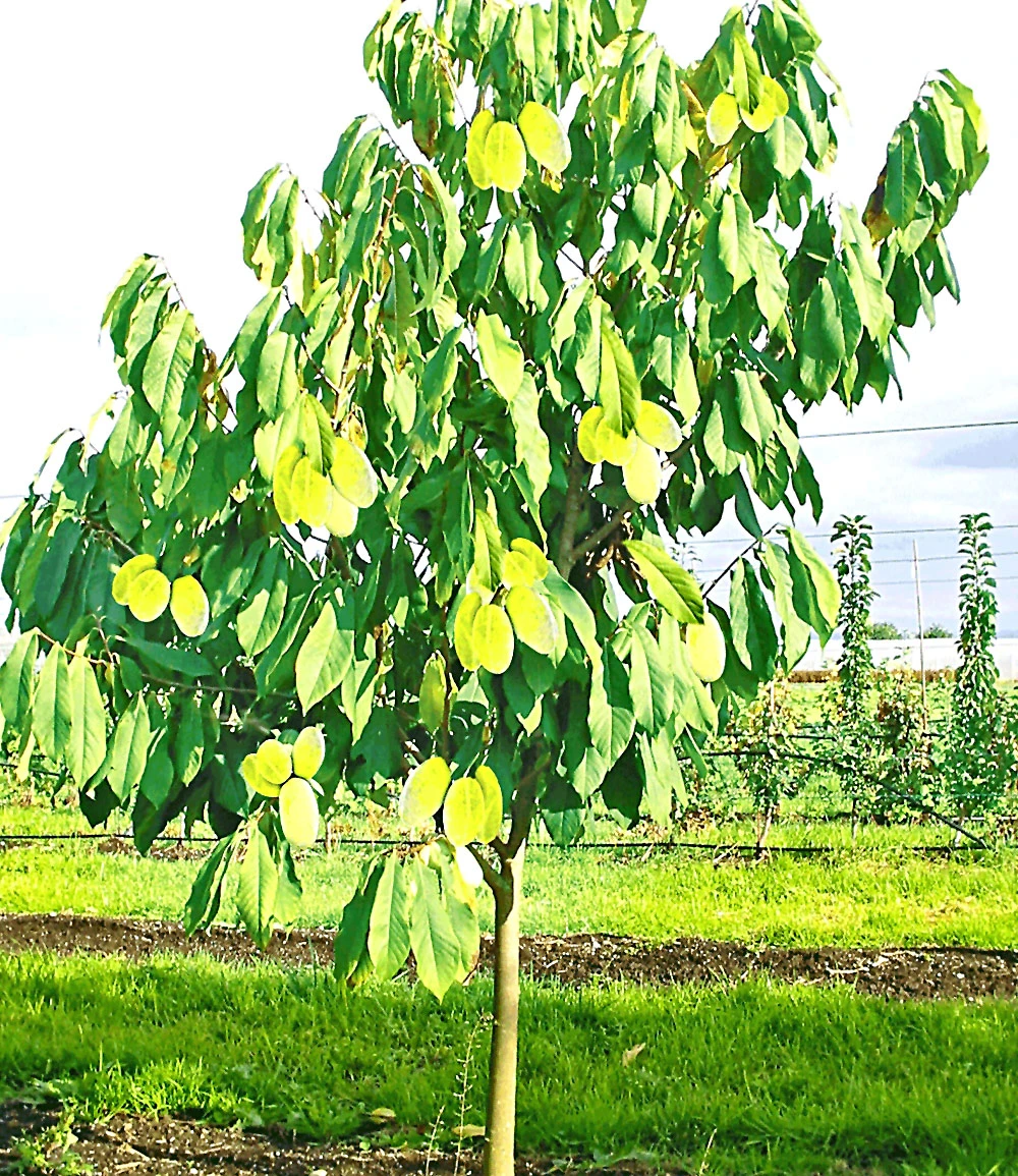 HÄBERLI'S Indianer-Banane® Prima®- Veredelte Sorte 4 HÄBERLI'S Indianer-Banane® Prima®- Veredelte Sorte – Bild 2