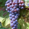 Kernlose Tafel-Traube 'Venus®' -Gartenpflanzen Geschäft 9024049709086