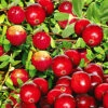 Cranberry-Beere