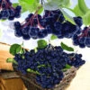 Vitaminbeere 'Aronia Viking' -Gartenpflanzen Geschäft 9024051839006