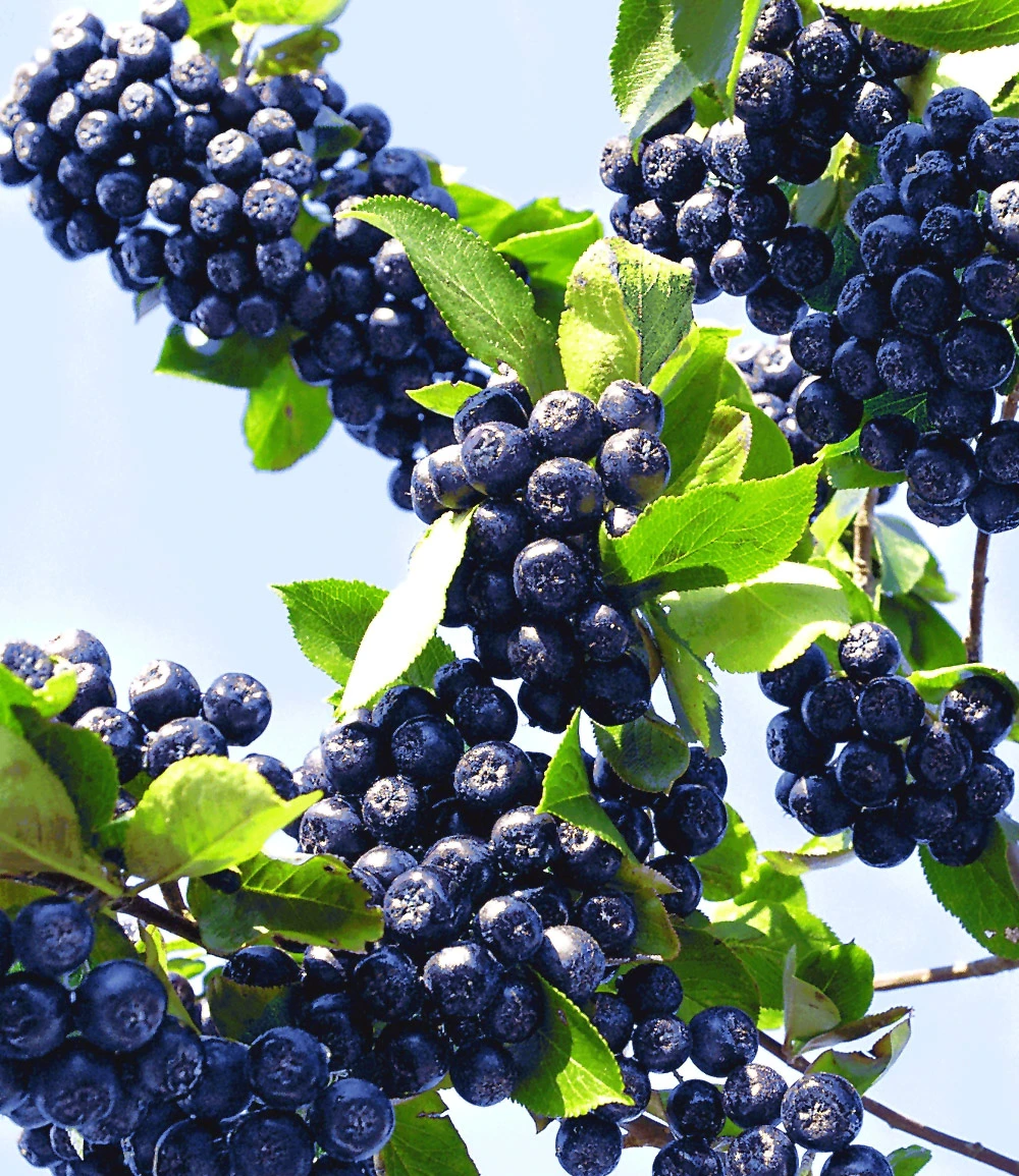 Vitaminbeere 'Aronia Viking' 4 Vitaminbeere 'Aronia Viking' – Bild 2