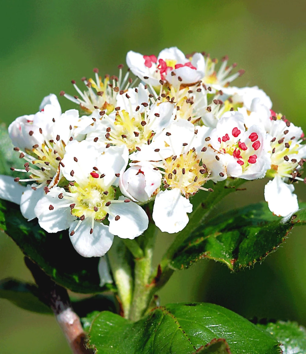 Vitaminbeere 'Aronia Viking' 5 Vitaminbeere 'Aronia Viking' – Bild 3