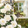 Kletter-Rose 'Blanche Colombe®'
