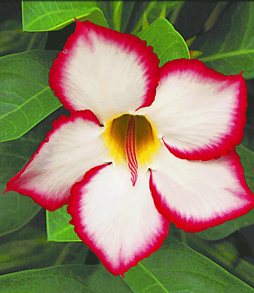 Wüstenrose 'Noble Concubine' 3 Wüstenrose 'Noble Concubine'