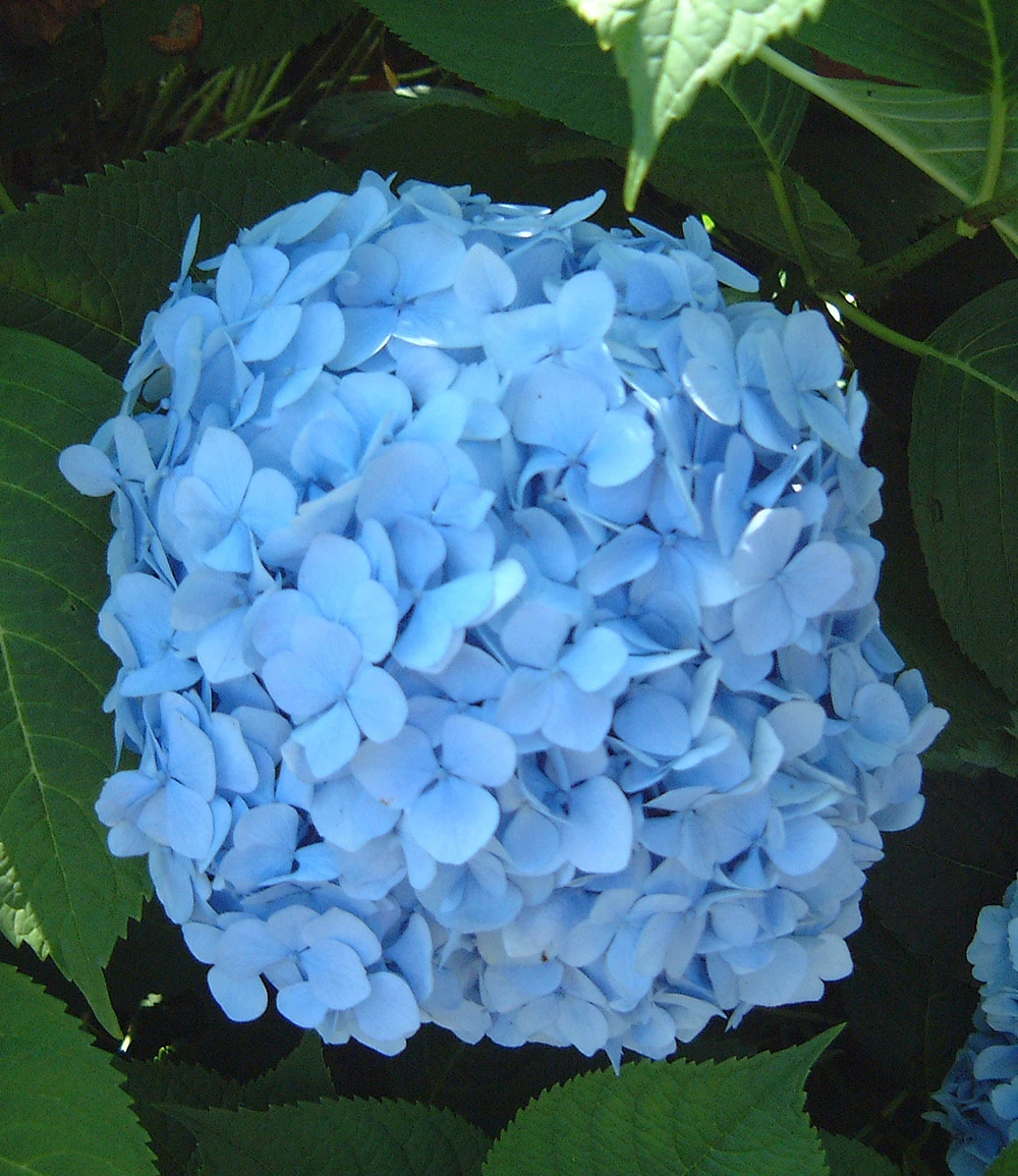 Bauern-Hortensie 'Générale Vicomtesse De Vibraye®' 4 Bauern-Hortensie 'Générale Vicomtesse De Vibraye®' – Bild 2