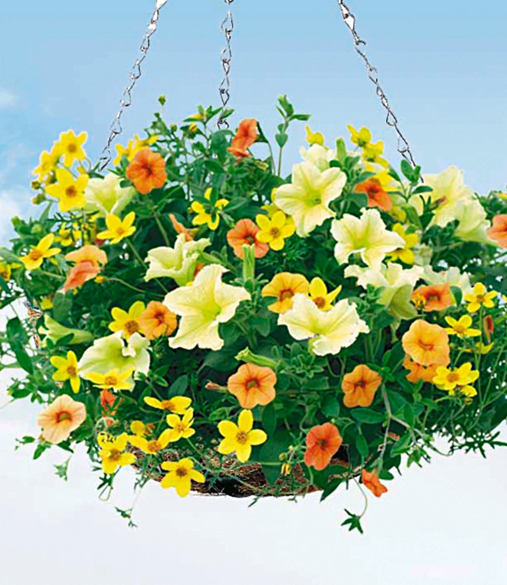 Hängekorb Mit Kokoseinsatz 'Ole' ø 30 Cm 4 Hängekorb Mit Kokoseinsatz 'Ole' ø 30 Cm – Bild 2