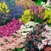 Staudenbeet 'Gartenfreude' Für 5-6m² -Gartenpflanzen Geschäft 9024078577694