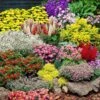 Großer Staudengarten -Gartenpflanzen Geschäft 9024078675998
