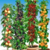 Säulen-Obst-Raritäten-Kollektion 1 Säulen-Obst-Raritäten-Kollektion -Gartenpflanzen Geschäft 9024086245406