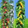 Säulen-Obst Kollektion Birne & Apfel -Gartenpflanzen Geschäft 9024090406942