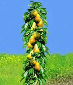 Säulen-Obst Kollektion Birne & Apfel 7 Säulen-Obst Kollektion Birne & Apfel -Gartenpflanzen Geschäft 9024090538014