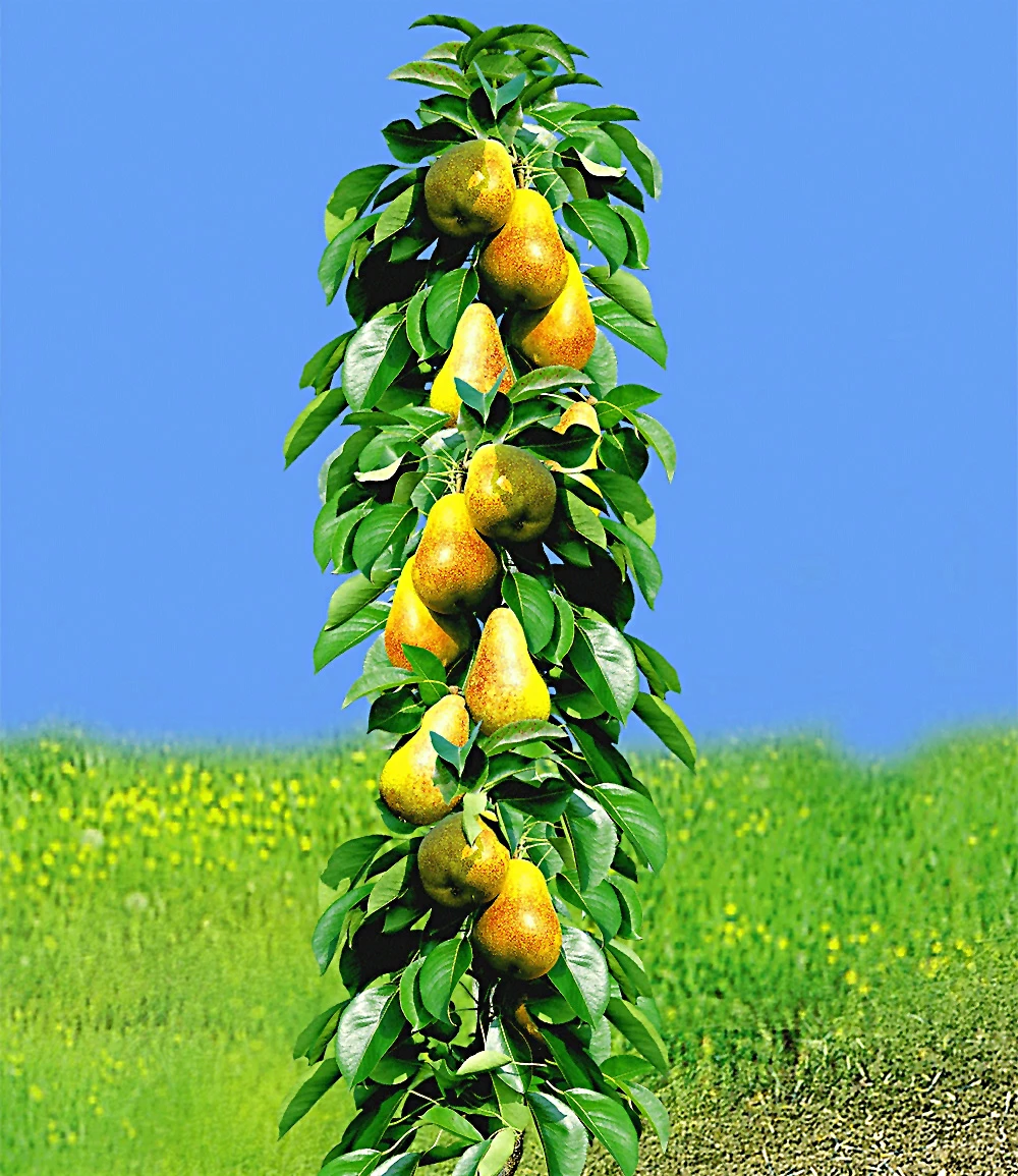 Säulen-Obst Kollektion Birne & Apfel 5 Säulen-Obst Kollektion Birne & Apfel – Bild 3