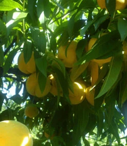 Pfirsich-Aprikose 'Honeymoon' -Gartenpflanzen Geschäft 9024094175262