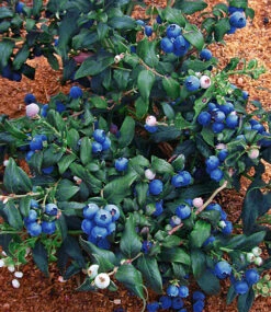 Heidelbeere 'Hortblue®' -Gartenpflanzen Geschäft 9024100859934
