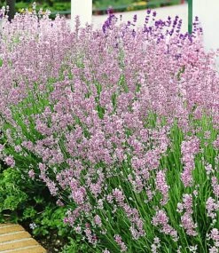 Lavendel-Kollektion -Gartenpflanzen Geschäft 9024105807902
