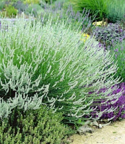 Lavendel-Kollektion -Gartenpflanzen Geschäft 9024105938974