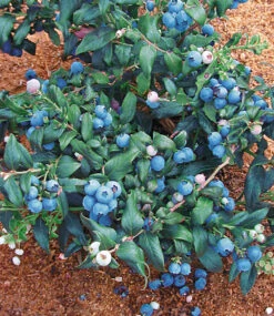 Heidelbeer-Sortiment Zum Vorteilspreis -Gartenpflanzen Geschäft 9024108298270