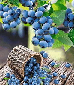 Heidelbeer-Sortiment Zum Vorteilspreis -Gartenpflanzen Geschäft 9024108625950