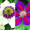Clematis-Raritäten-Sortiment Zum Vorteilspreis 2 Clematis-Raritäten-Sortiment Zum Vorteilspreis -Gartenpflanzen Geschäft 9024109314078