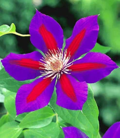Clematis-Raritäten-Sortiment Zum Vorteilspreis -Gartenpflanzen Geschäft 9024109477918