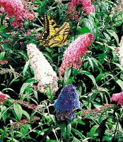 Sommerflieder-Sortiment Zum Vorteilspreis -Gartenpflanzen Geschäft 9024109936670