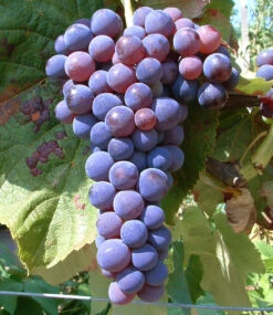 Beeren-Sortiment 'Weintraube, Heidelbeere, Himbeere' Zum Vorteilspreis 9 Beeren-Sortiment 'Weintraube, Heidelbeere, Himbeere' Zum Vorteilspreis -Gartenpflanzen Geschäft 9024111214622