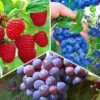 Beeren-Sortiment 'Weintraube, Heidelbeere, Himbeere' Zum Vorteilspreis