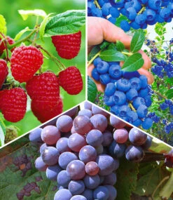 Beeren-Sortiment 'Weintraube, Heidelbeere, Himbeere' Zum Vorteilspreis