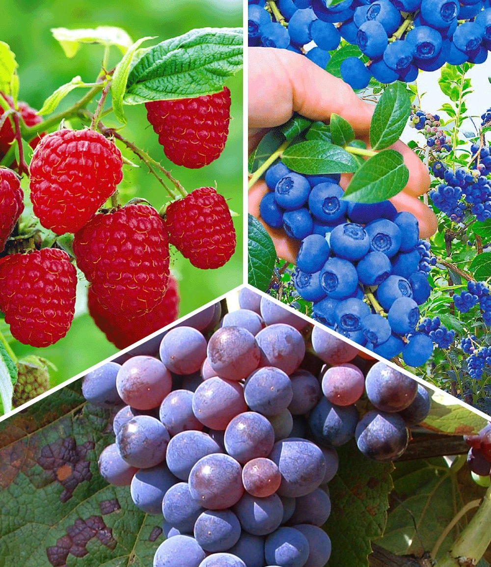 Beeren-Sortiment 'Weintraube, Heidelbeere, Himbeere' Zum Vorteilspreis 3 Beeren-Sortiment 'Weintraube, Heidelbeere, Himbeere' Zum Vorteilspreis
