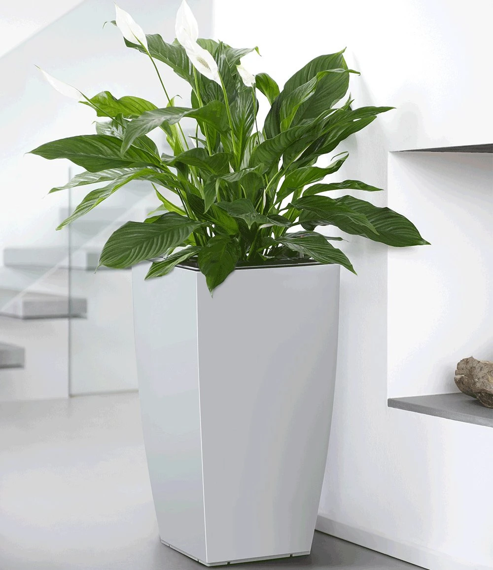 EMSA® CASA BRILLIANT Säule 57 Cm Hoch 'weiß' 3 EMSA® CASA BRILLIANT Säule 57 Cm Hoch 'weiß'