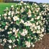 Duft-Magnolien-Hecke 'Fairy' -Gartenpflanzen Geschäft 9024117112862