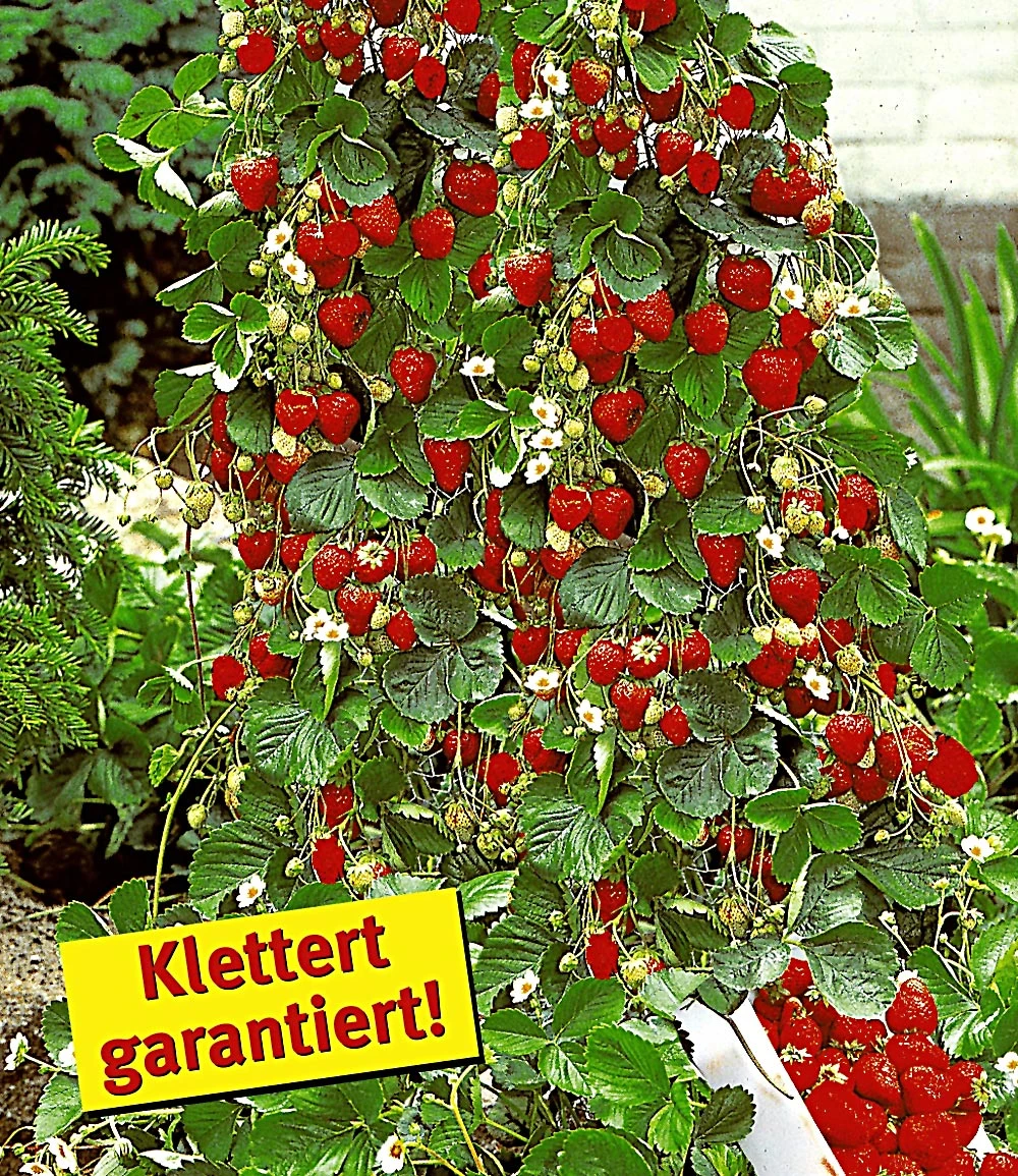 Kletter-Erdbeere 'Hummi®' Und Dekorativer Rankturm 4 Kletter-Erdbeere 'Hummi®' Und Dekorativer Rankturm – Bild 2