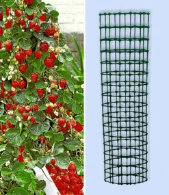 Kletter-Erdbeere 'Hummi®' Und Dekorativer Rankturm